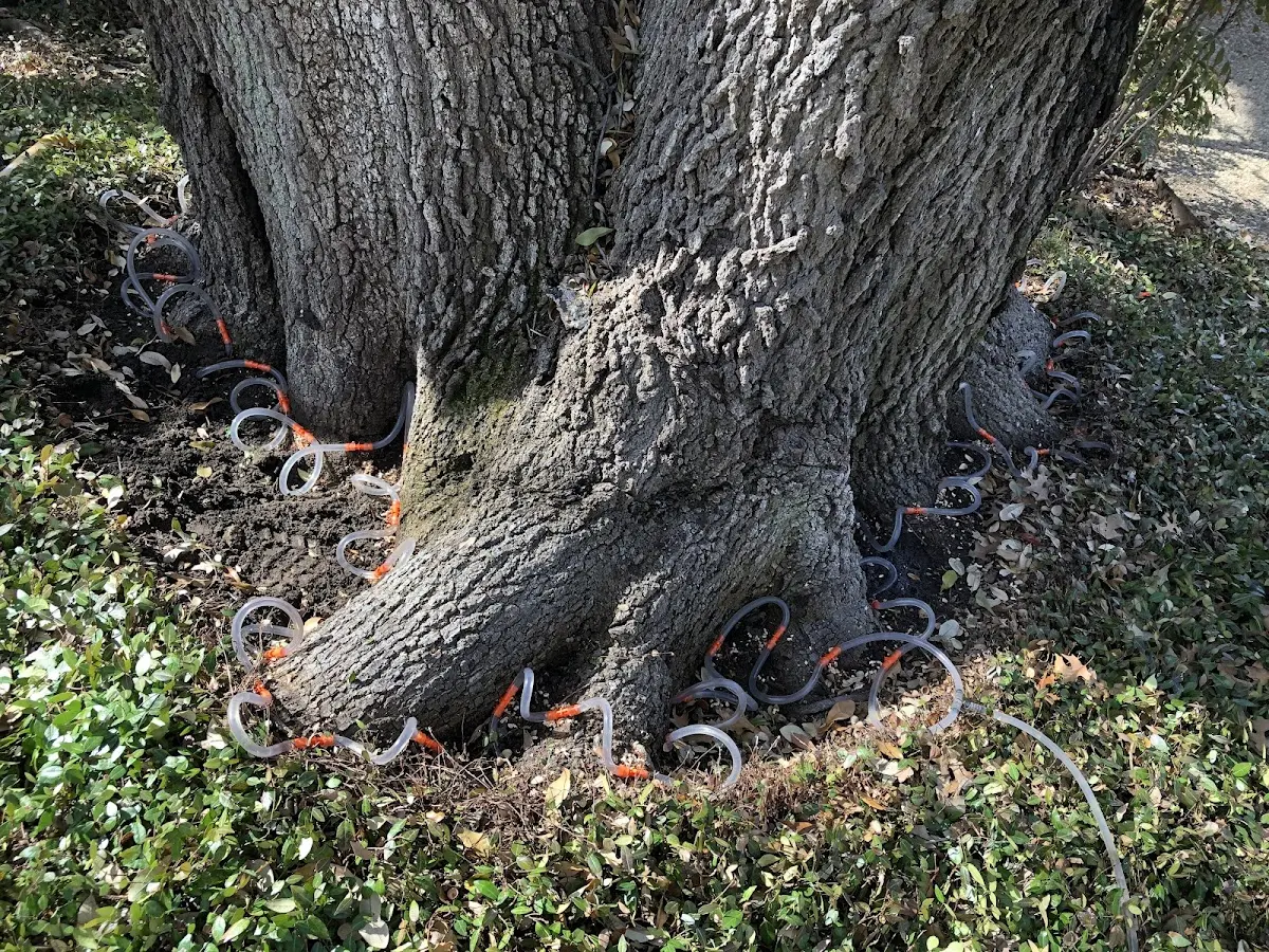 Detailed Tree Cabling and Bracing job site in Alpha