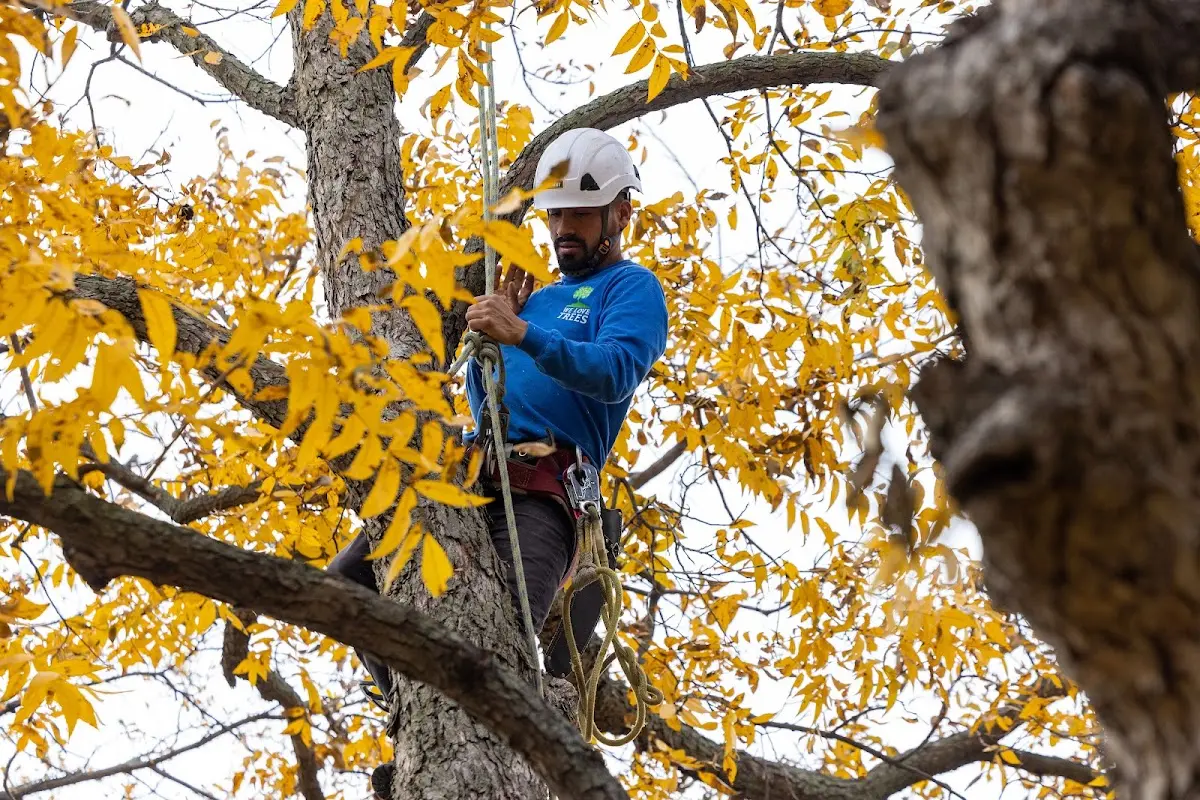 Skilled Storm Damage Cleanup crew working in Alpha